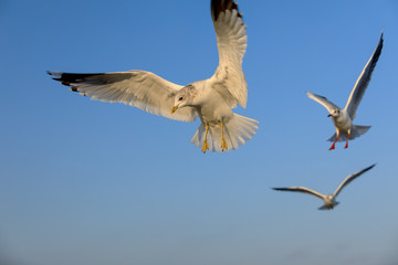 closeup of a flying seagull (laridae)