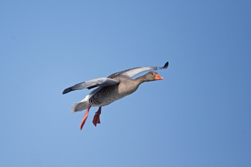 greylag goose, anser anser, Czech republic