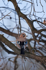 Eurasian jay, garrulus glandarius