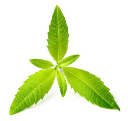 fresh lemon verbena leaves isolated on white