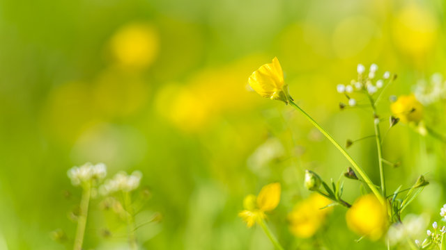 Fototapeta Gelbe Blume mit schönen Bokeh als Hintergrund