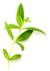 fresh lemon verbena leaves isolated on white