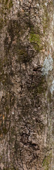 Tree bark and moss