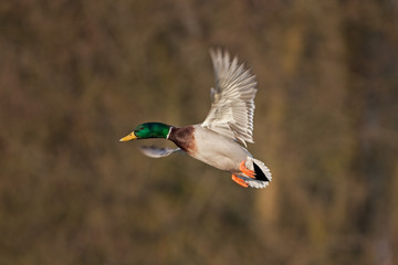 mallard, wild duck, anas platyrhynchos, Czech republic
