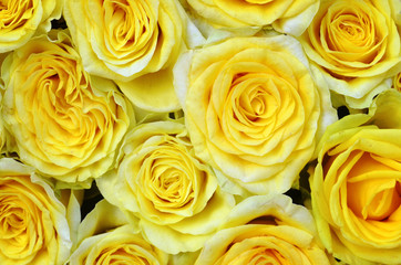 Yellow roses natural background.
Bouquet of beautiful yellow roses close up.Copy space.Selective focus.
