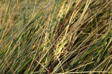rostiger Stacheldraht vor Gras am Strand in den Niederlanden, Holland