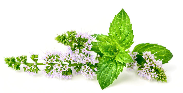 fresh peppermint flower and leaves isolated on white