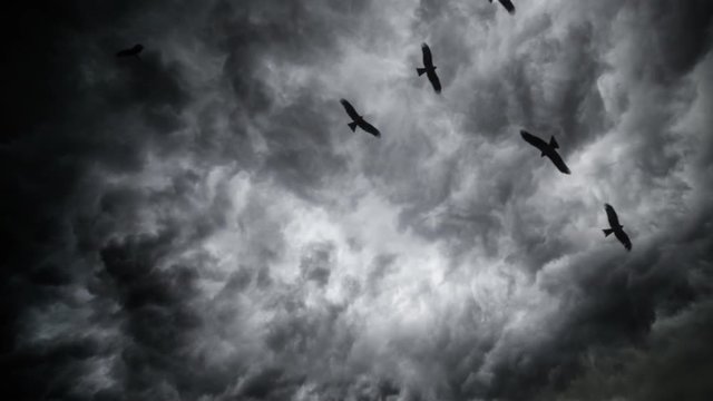 A Flock Of Vultures In Thunder Clouds Long Closup