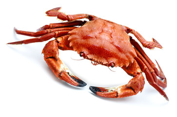  atlantic necora crab isolated