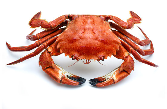  atlantic necora crab isolated