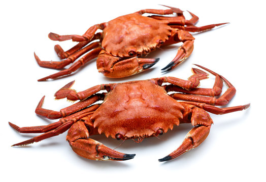  atlantic necora crab isolated