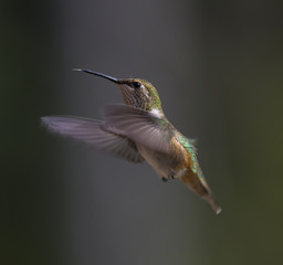 Fototapeta na wymiar Rufous Hummingbird sticking tongue out