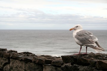 A seagull on a stone wall near the Oregon Coast, Usa