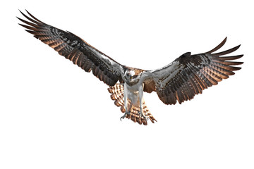 Osprey (Pandion haliaetus)