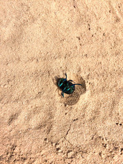 Beautiful shiny green beetle lies on its back in the sand. The big beetle Cetoniinae