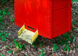 Bee apiary in the forest. The houses of bees honey bee farm nature forest.