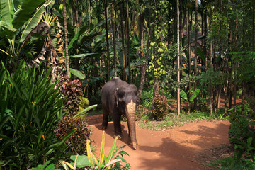 Royal spotted elephant follows the path in the jungle