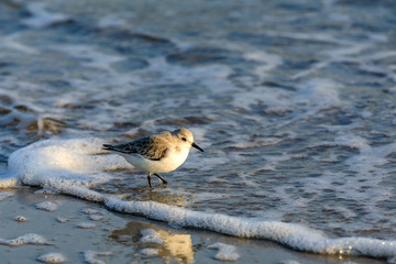 Zwergstrandläufer (Calidris minuta) am Ostseestrand