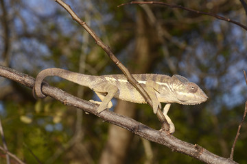 Pantherchamäleon (Furcifer pardalis) - Panther chameleon / Madagaskar © bennytrapp