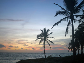 Dawn, silhouettes of palm trees against the background of the morning sky