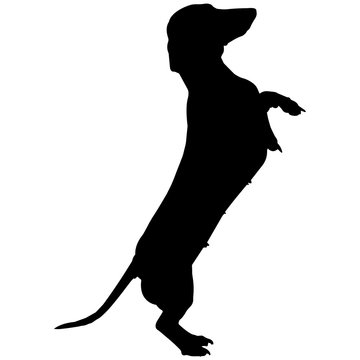 recommend clip art: Dachshund Dog Silhouette Vector Graphics