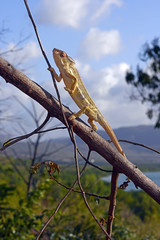 Pantherchamäleon (Furcifer pardalis) - Panther chameleon / Madagaskar © bennytrapp