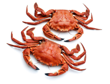 atlantic necora crabs isolated
