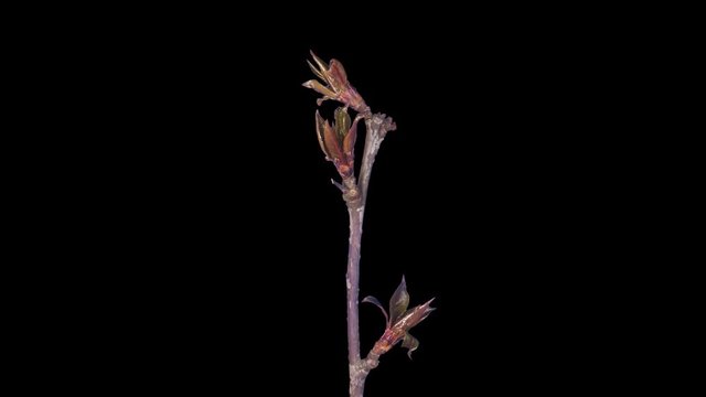 Time-lapse of blooming apple paradise branch 3a4 in 4K PNG+ format with ALPHA transparency channel isolated on black background
