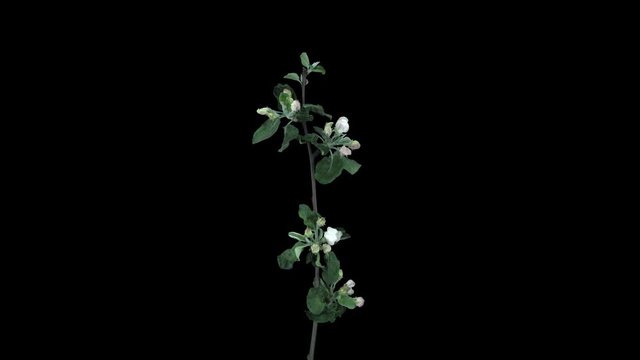 Time-lapse of blooming apple tree branch 3a4 in 4K PNG+ format with ALPHA transparency channel isolated on black background
