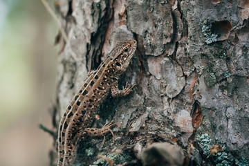macro of lizard disguised as tree bark in forest closeup