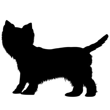 recommend clip art: West Highland White Terrier Silhouette Vector Graphics