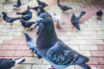 Pigeons. A girl is feeding from the hands of pigeons in the park.