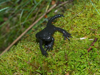 Alpensalamander