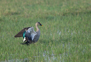 A spot-billed duck in the marsh of Sultanpur bird sanctuary, Indian