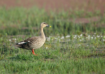 Closeup of spot-billed duck, Sultanpur bird sanctuary, Indian