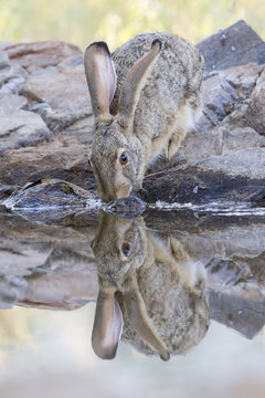 Scrub hare drinks water from a waterhole in Kalahari desert with a reflection