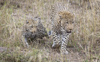 Male and female leopard getting together for mating in nature
