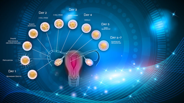 Fertilization and embryo development from ovulation till Blastocyst implantation in the uterus