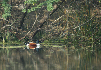 Northern shoveler at Sultanpur bird Sanctuary, India