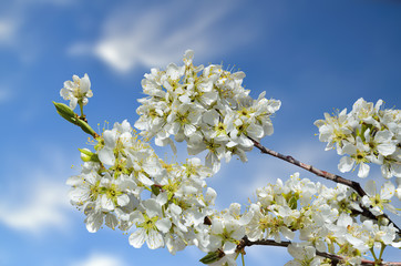Beautiful white cherry blossom on a blue sky background