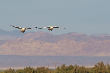 Birds snow geese landing at the Salton Sea wildlife preserve