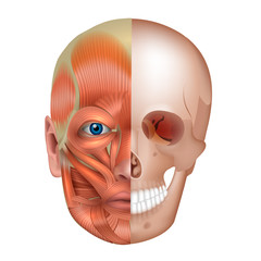 Muscles and bones of the face detailed bright anatomy isolated on a white background © reineg