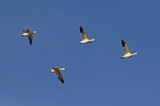Birds snow geese flying in formation at the Salton Sea