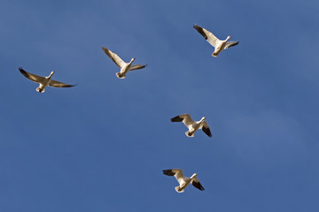 Birds flock of snow geese flying at the Salton Sea in California