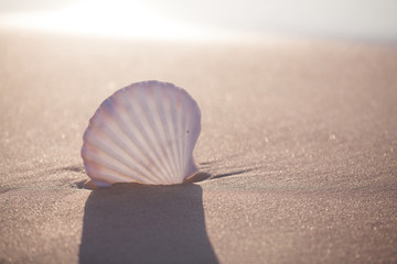 seashell on the beach- Image of tropical sandy beach and seashell. Summer concept