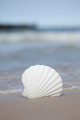 seashell on the beach- Image of tropical sandy beach and seashell. Summer concept