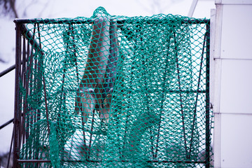 Frischer Fisch - Nordnorwegen