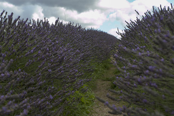 field of lavender at Mayfield Lavender farm on the Surrey Downs
