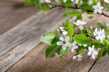 Fototapeta na wymiar Branch of flowering plum, spring flower background