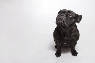 Funny studio portrait of the dog black french bulldog isolated on the white background